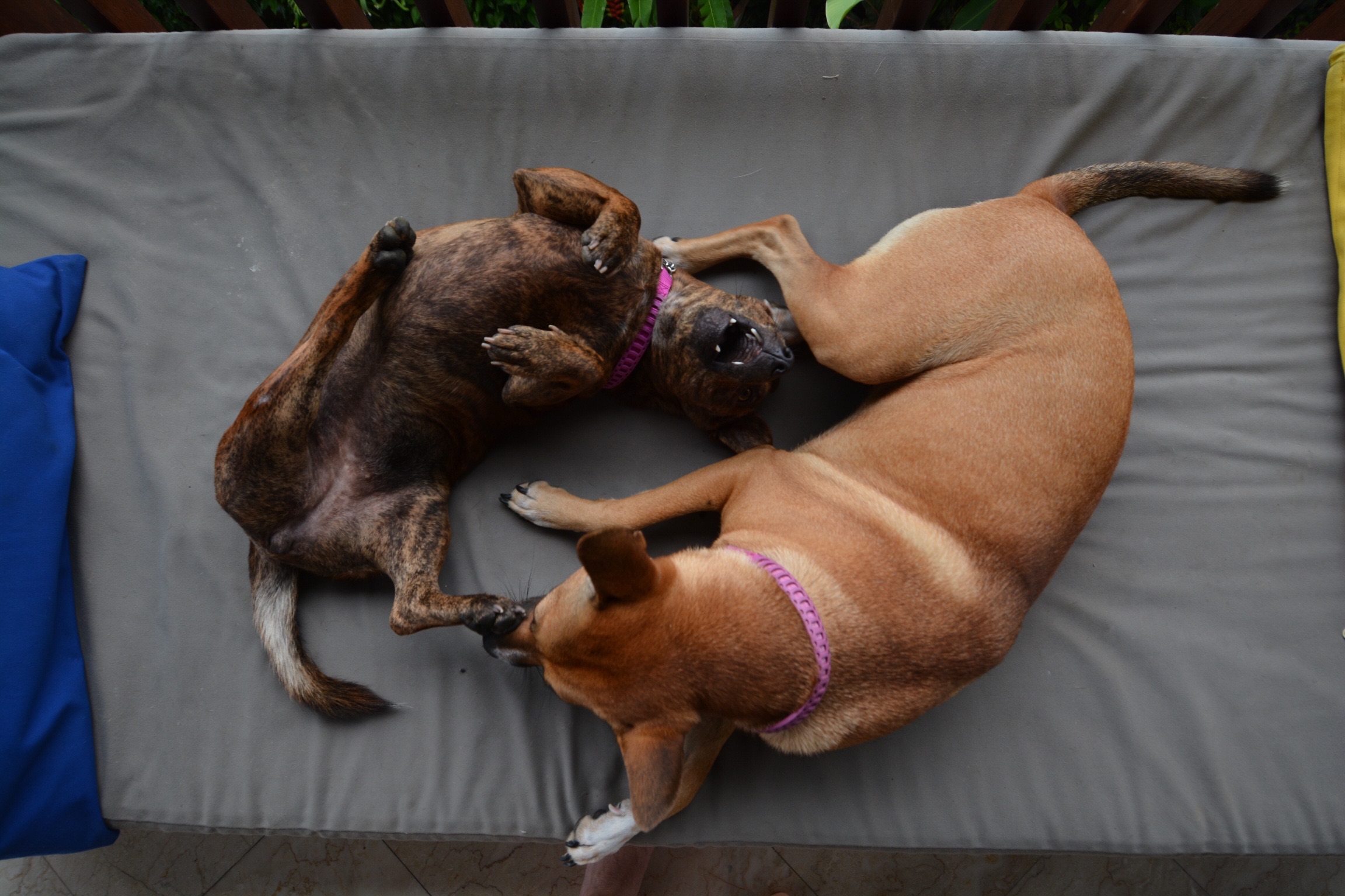 Dog day afternoon